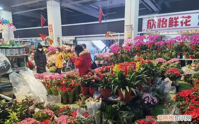 花卉市场 争奇斗艳 年味浓 北京石景山花卉市场