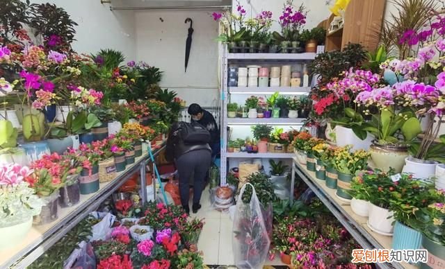 花卉市场 争奇斗艳 年味浓 北京石景山花卉市场