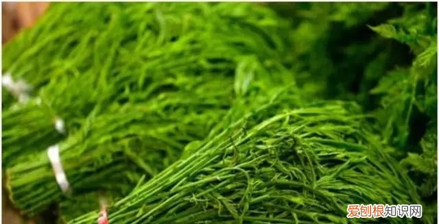 云南有一种野菜,云南用个破碗吃野菜的小伙子
