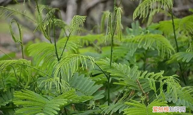 云南有一种野菜,云南用个破碗吃野菜的小伙子