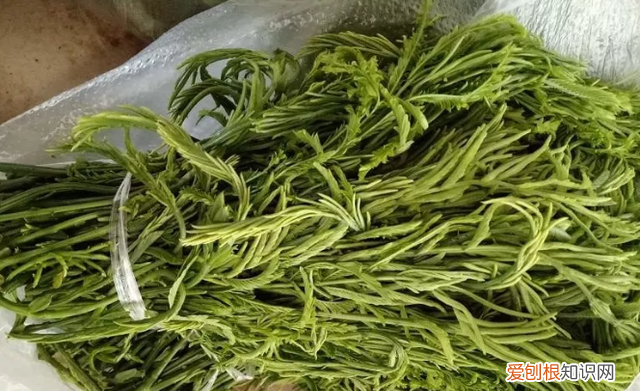 云南有一种野菜,云南用个破碗吃野菜的小伙子