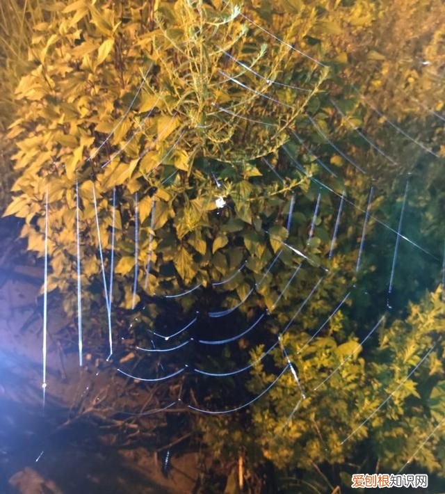 蜘蛛能吐出多少米蛛丝,蜘蛛什么情况下会吃掉自己的丝