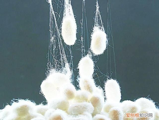 蜘蛛能吐出多少米蛛丝,蜘蛛什么情况下会吃掉自己的丝