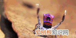 蜘蛛能吐出多少米蛛丝,蜘蛛什么情况下会吃掉自己的丝