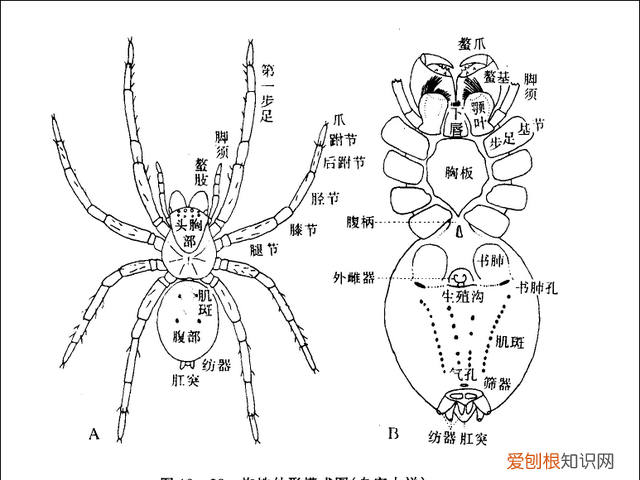 蜘蛛能吐出多少米蛛丝,蜘蛛什么情况下会吃掉自己的丝