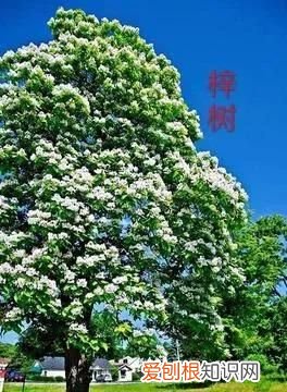 梓树,像楸树,又像梧桐,但独具风彩