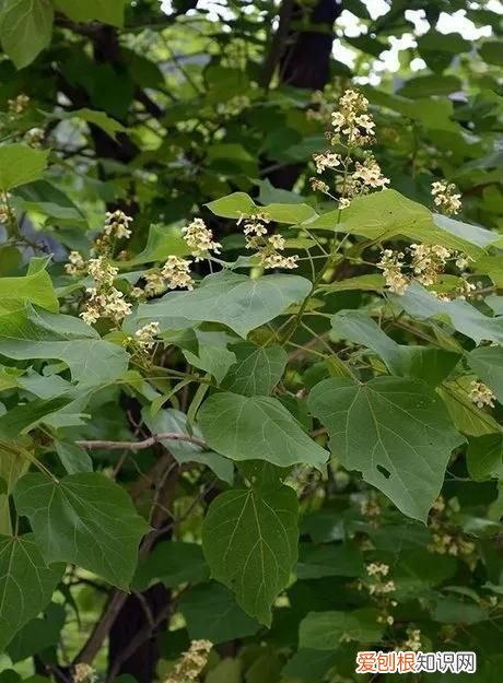 梓树,像楸树,又像梧桐,但独具风彩