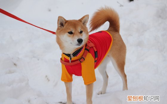 一上幼儿园就哭闹 孩子上幼儿园哭怎么办