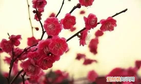 梅花诗句最出名诗句表达坚强的诗词
