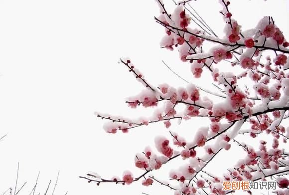 梅花诗句最出名诗句表达坚强的诗词