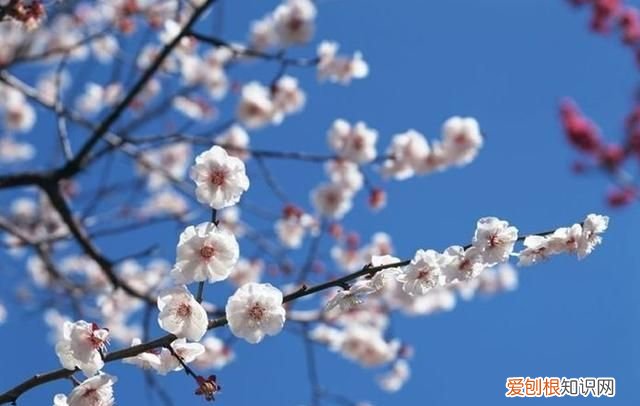 梅花诗句最出名诗句表达坚强的诗词
