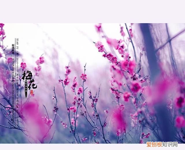 梅花诗句最出名诗句表达坚强的诗词