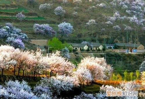 回族民族概况,回族民族分布地