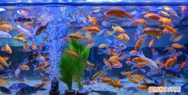 观赏鱼需要打氧气吗