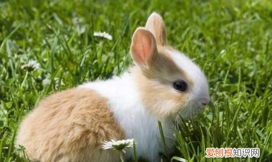小兔子一天喂多少食物,兔子一天要吃多少东西