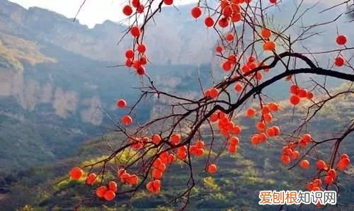 文“话”陇南︱天凉咧，撕一个泛红透亮、柿霜洁白的柿饼吃吧～～