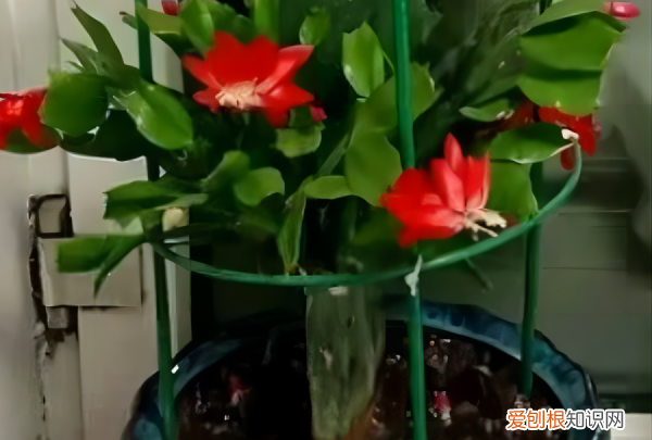 球兰花怎样搭架子好看,怎么在花盆里搭架子方便之物攀爬