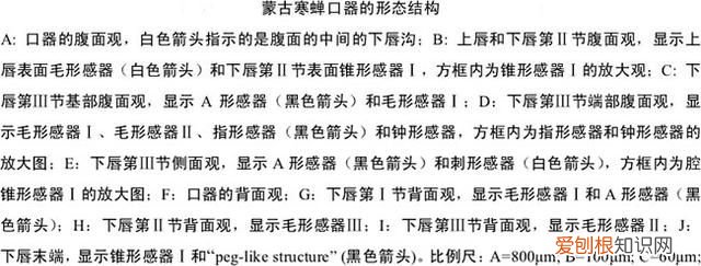 关于抓知了的事儿