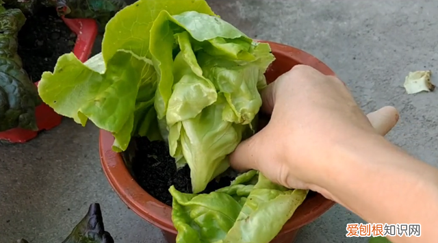 家庭用花盆种生菜几天能发芽 生菜长大挖根回来能种活吗