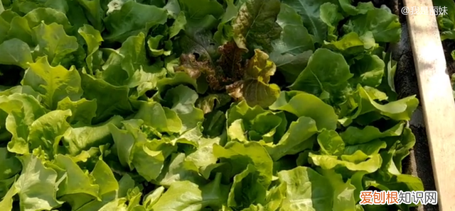 家庭用花盆种生菜几天能发芽 生菜长大挖根回来能种活吗