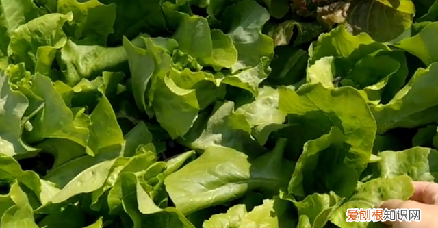 家庭用花盆种生菜几天能发芽 生菜长大挖根回来能种活吗