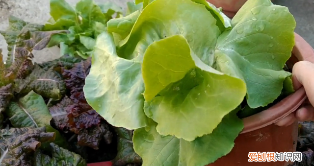 家庭用花盆种生菜几天能发芽 生菜长大挖根回来能种活吗