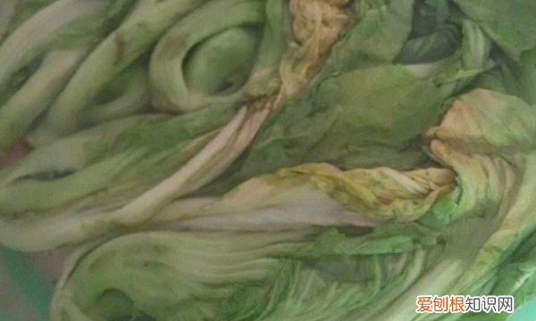 开水烫菜怎么做成酸菜，用开水烫过的萝卜菜怎么保存
