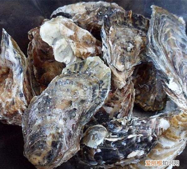 蒜蓉粉丝生蚝做法教程，正宗生蚝粉丝蒜蓉蒸几分钟