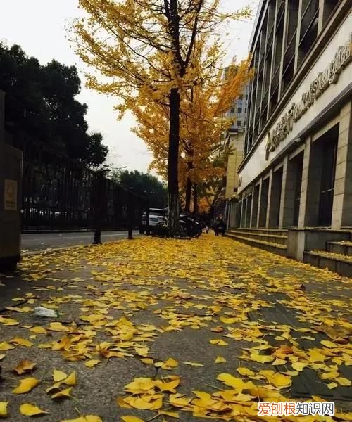 为什么树叶落下时叶背总朝上