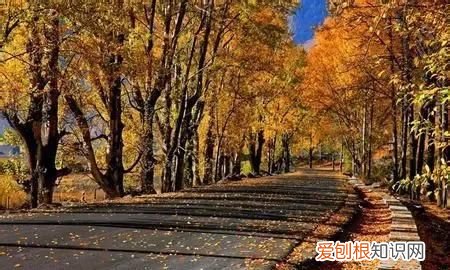 为什么树叶落下时叶背总朝上