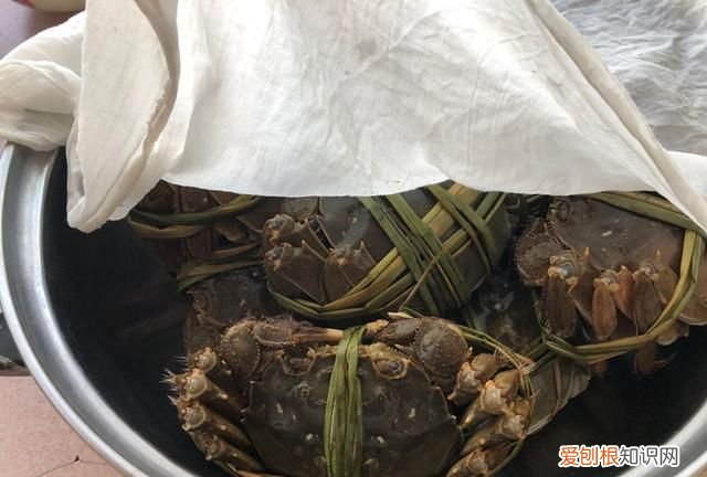怎样保存螃蟹放一周都是鲜活的