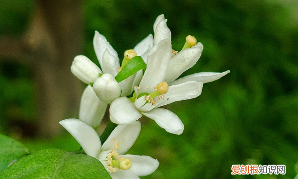 橘子花怎么养殖方法及注意事项