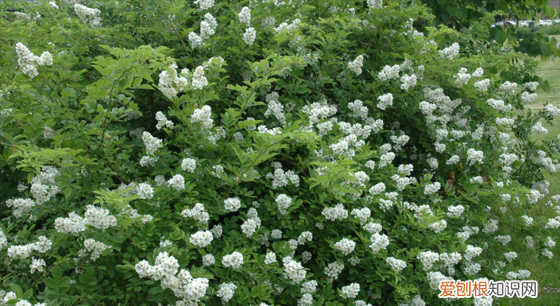 有刺的植物嫩芽可以吃