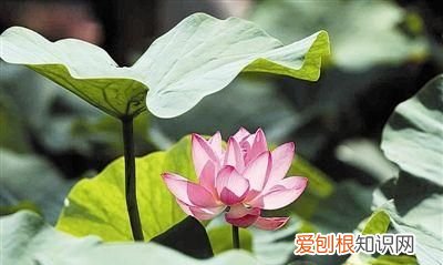 圆明园内沉睡百年的古莲花再次盛开,虽然没有接