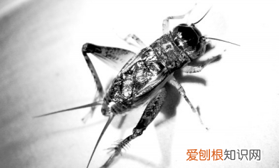 路边吃饭,蟋蟀直接往碗里跳!这是怎么回事