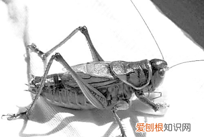 路边吃饭,蟋蟀直接往碗里跳!这是怎么回事