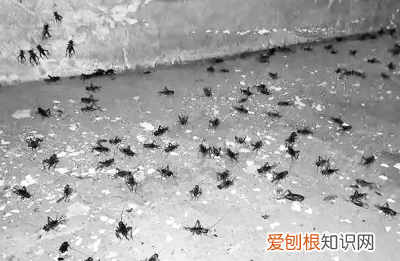 路边吃饭,蟋蟀直接往碗里跳!这是怎么回事