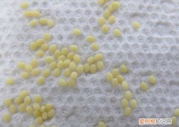 蚕卵怎么养，蚕籽怎么孵出蚕宝宝用喷水还是喷雾