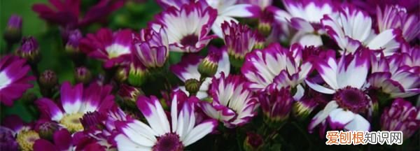 雏菊花语和寓意是啥，雏菊的花语和象征意义是什么