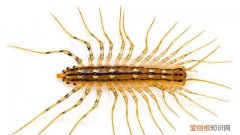 像蜈蚣一样的虫子叫什么不是蚰蜒 蚰蜒和蜈蚣的区别图片