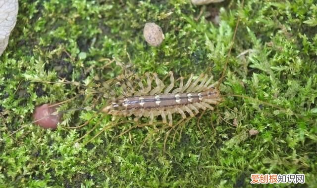 像蜈蚣一样的虫子叫什么不是蚰蜒 蚰蜒和蜈蚣的区别图片