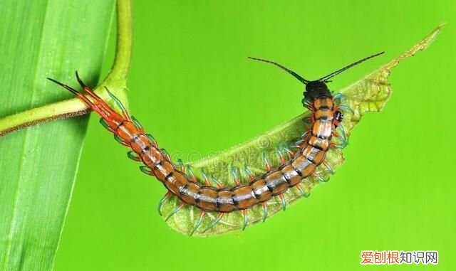 像蜈蚣一样的虫子叫什么不是蚰蜒 蚰蜒和蜈蚣的区别图片