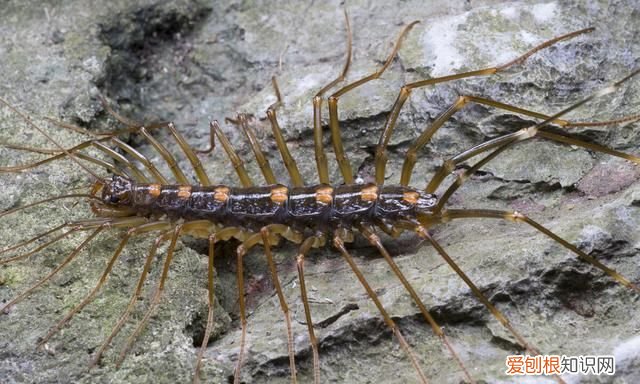 像蜈蚣一样的虫子叫什么不是蚰蜒 蚰蜒和蜈蚣的区别图片