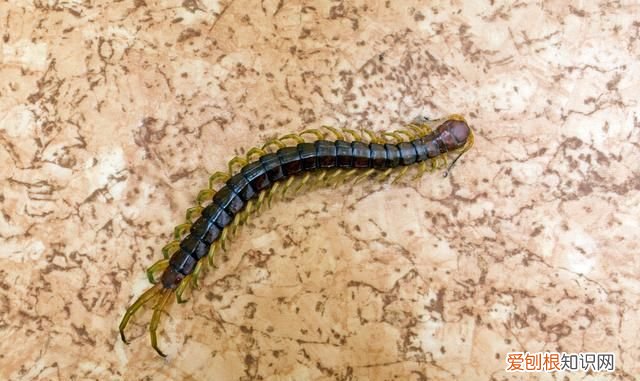像蜈蚣一样的虫子叫什么不是蚰蜒 蚰蜒和蜈蚣的区别图片