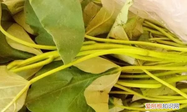 人工种的人参叶子降血糖吗 哪种植物叶子能降血糖