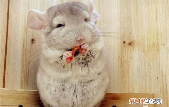 怎样饲养龙猫才最科学最健康呢,龙猫正确的饲养方法你做对了几条