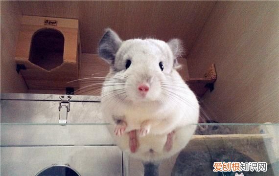 怎样饲养龙猫才最科学最健康呢,龙猫正确的饲养方法你做对了几条