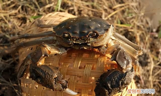 怎么保存螃蟹才能存放更久一些 螃蟹的保存方法可以放冰箱