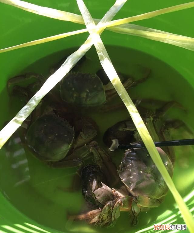 怎么保存螃蟹才能存放更久一些 螃蟹的保存方法可以放冰箱