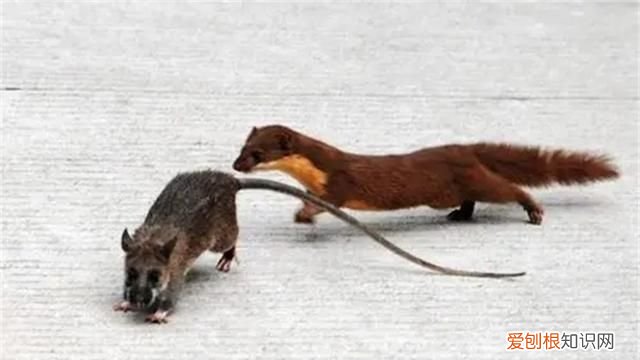 黄鼠狼全身是宝为何无人敢养殖